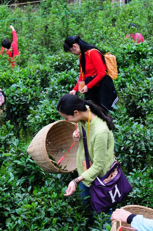 位于风景秀丽的镇江茶叶之乡——丹徒区上党镇赵家边村,占地面积约350